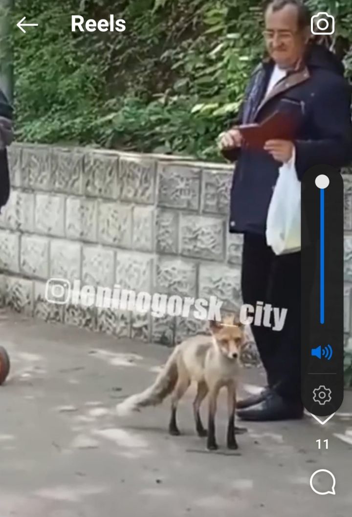 В Лениногорске лиса пришла в парк и гуляла среди людей