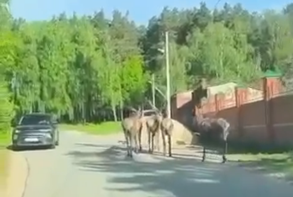 В Казани олени гуляли по дорогам Советского района
