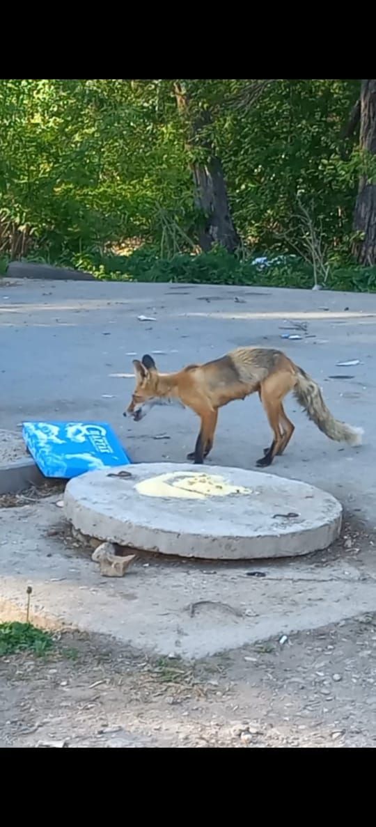 В соцсетях Лениногорска обсуждают лису, которая поселилась в парке