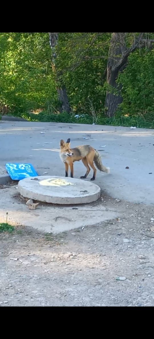 В соцсетях Лениногорска обсуждают лису, которая поселилась в парке