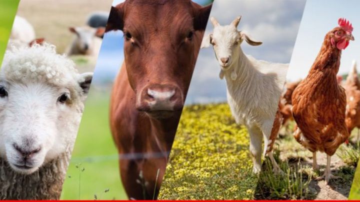 Министерство сельского хозяйства и продовольствия Республики Татарстан объявляет конкурсный отбор на предоставление грантов начинающим сельскохозяйственных потребительских кооперативов