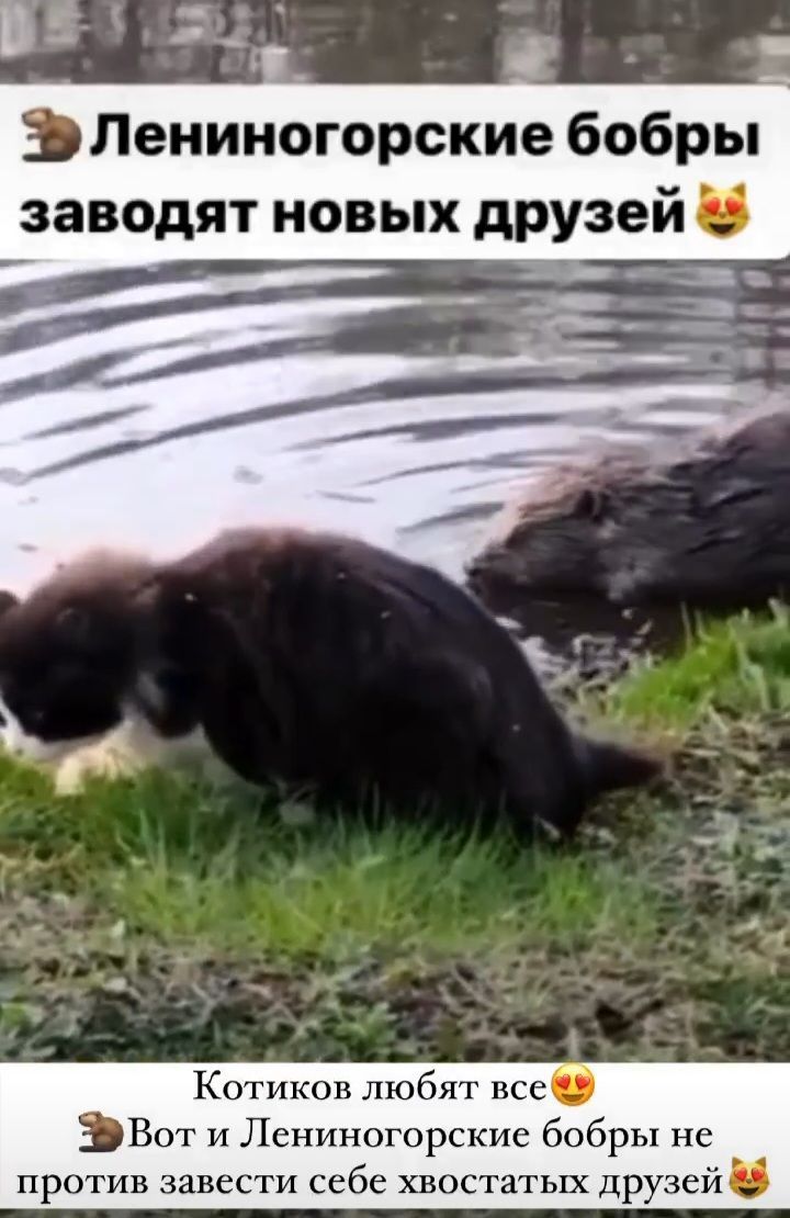 Лениногорские бобры отдыхают вместе с котами