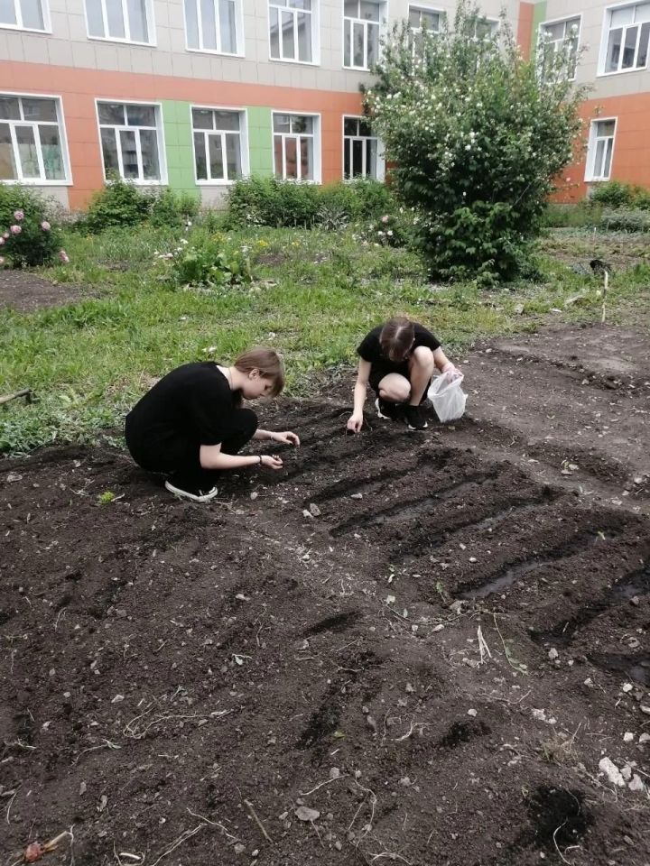 В Лениногорске на пришкольном участке школы № 8 ученики выращивают овощи