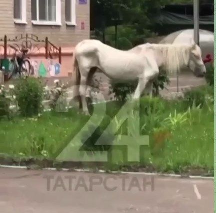 В центре Казани истощенная лошадь нашла себе корм прямо на улице