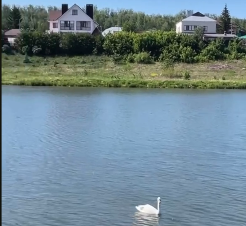 В Лениногорске на озёрах появились лебеди