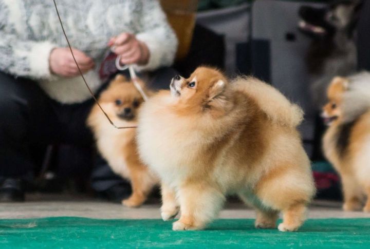 В Лениногорске пройдет конкурс собак разных пород под названием «Друг семьи»