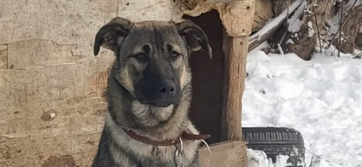 В Лениногорском районе владельцев собак предупреждают о предстоящем отлове безнадзорных собак