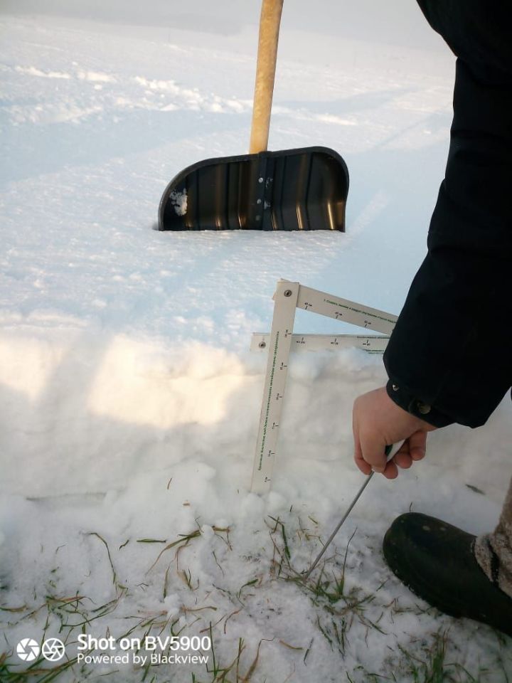 В Лениногорском районе озимые не пострадали от морозов