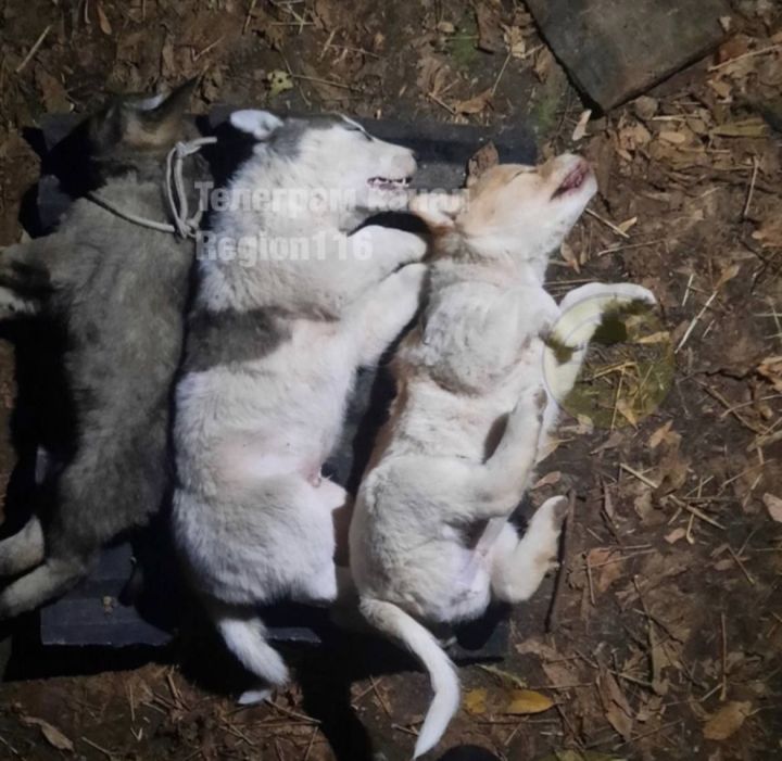 В Татарстане задержан живодер – убийца щенков