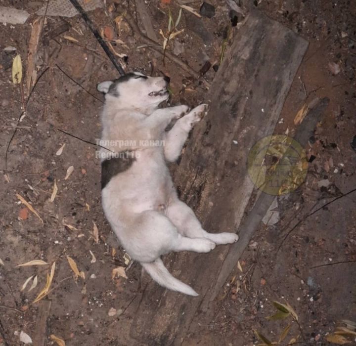 В Татарстане задержан живодер – убийца щенков