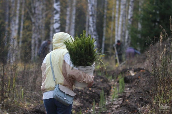 Татарстанцев пригласили присоединиться к акции «Сохраним лес»