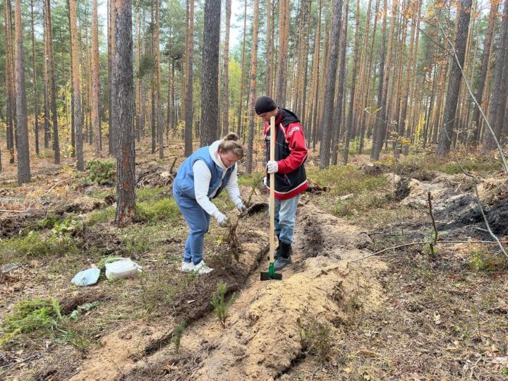 В Татарстане посадили 2 миллиона саженцев в рамках Всероссийской акции «Сохраним лес»