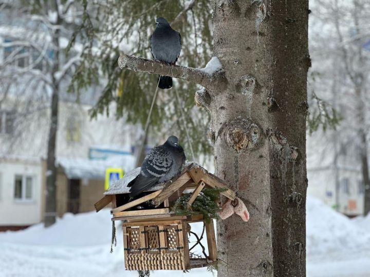 Прогноз погоды на 7 февраля для лениногорцев