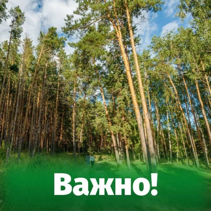 В Татарстане объявили штормовое предупреждение о высокой пожарной опасности лесов