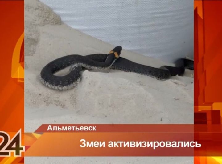 На водохранилище Альметьевска заметили гигантскую змею