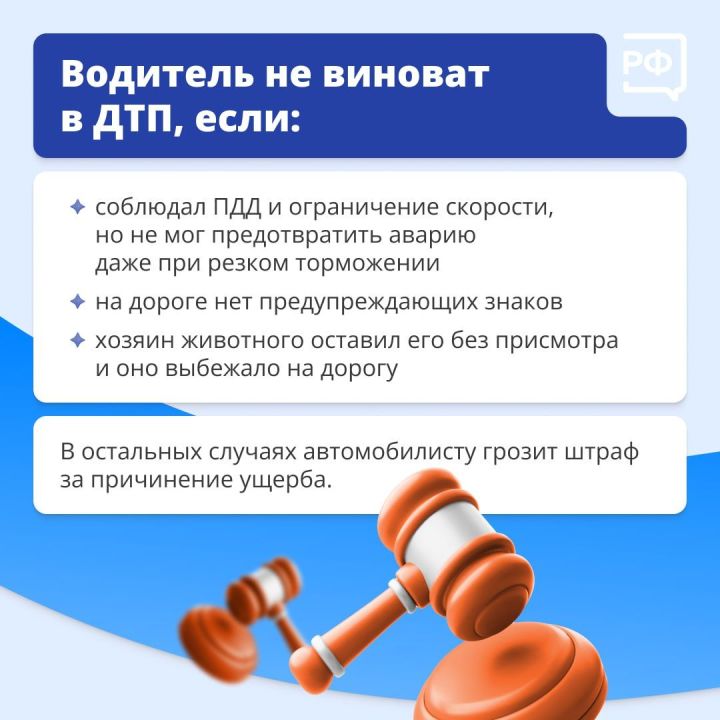 Что делать, если дикий зверь бросился под колёса вашего автомобиля?