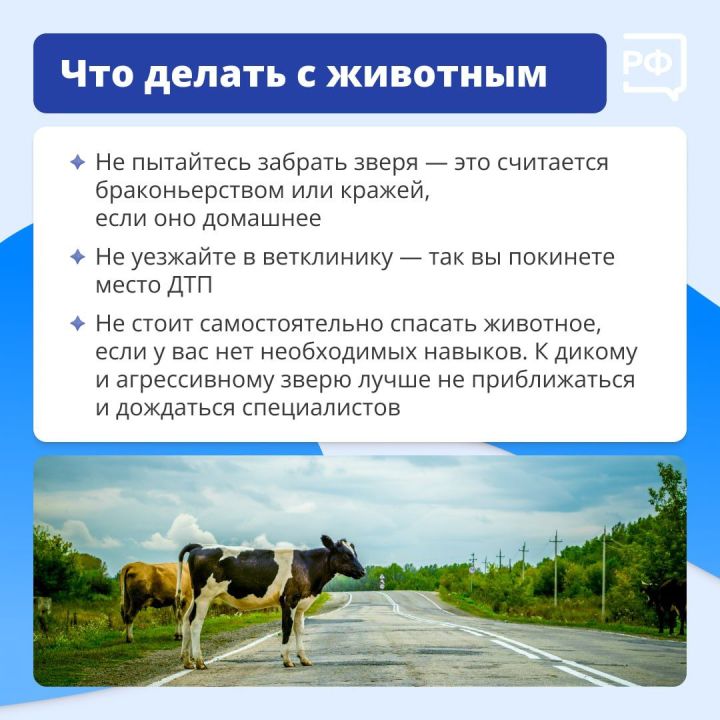 Что делать, если дикий зверь бросился под колёса вашего автомобиля?