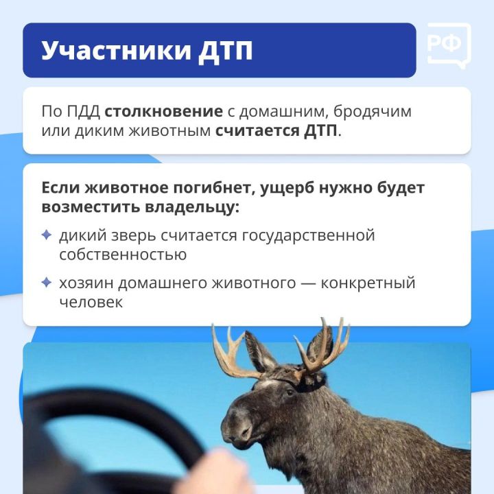Что делать, если дикий зверь бросился под колёса вашего автомобиля?