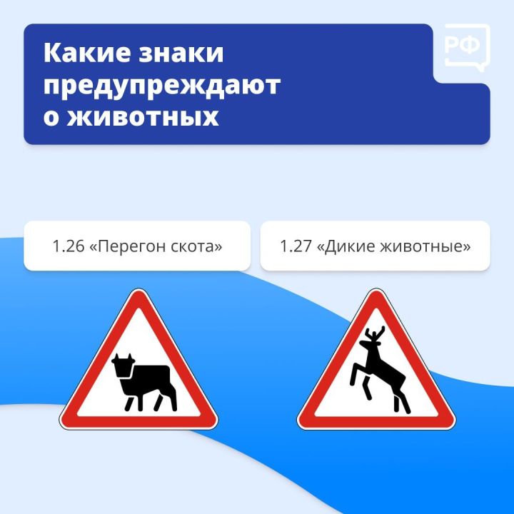 Что делать, если дикий зверь бросился под колёса вашего автомобиля?
