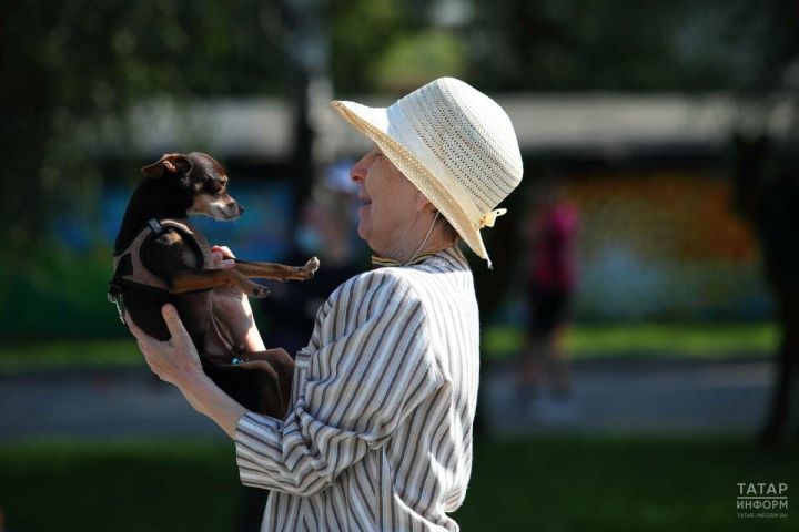 Владельцев незарегистрированных собак начнут штрафовать с 1 июля в Татарстане