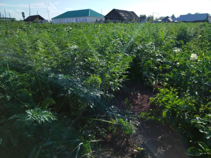 С 1 сентября за неиспользование своих участков земли собственники будут наказываться