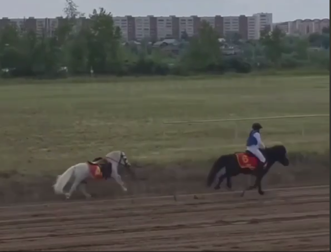 Пони устроили драку во время скачек на Сабантуе в Альметьевске
