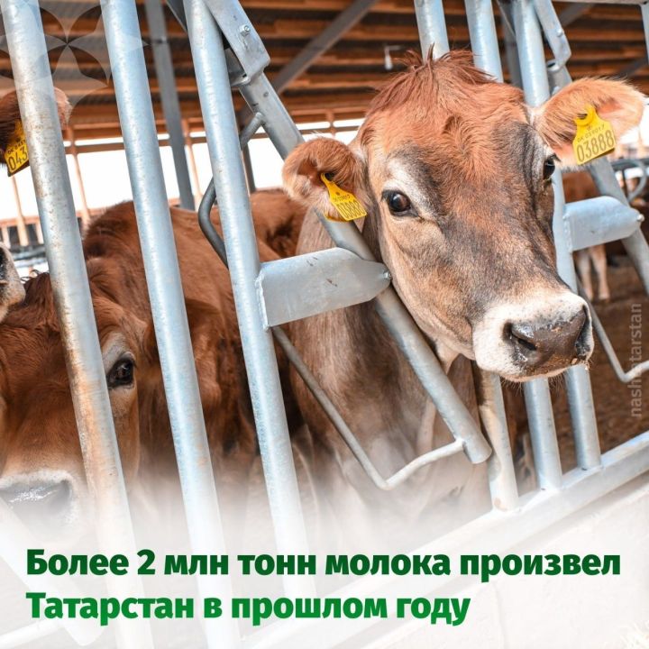 Более 2 миллиона тонн молока произвел Татарстан в прошлом году