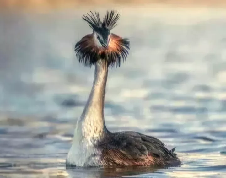 На озере в Лениногорске заметили диковинных перелетных птиц
