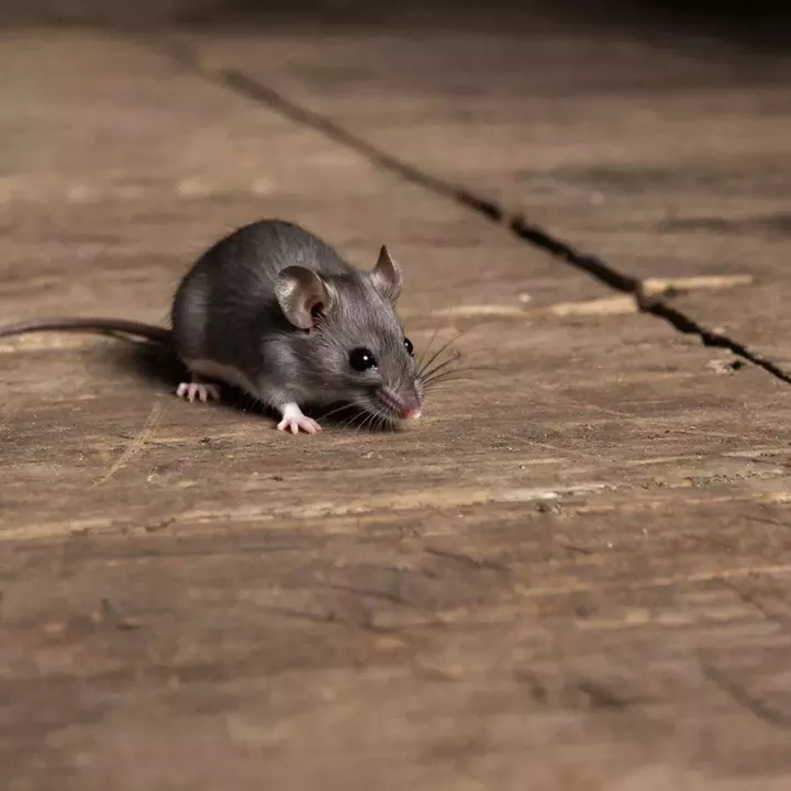 Татарстанцам рассказали, как не заболеть мышиной лихорадкой во время дачного сезона