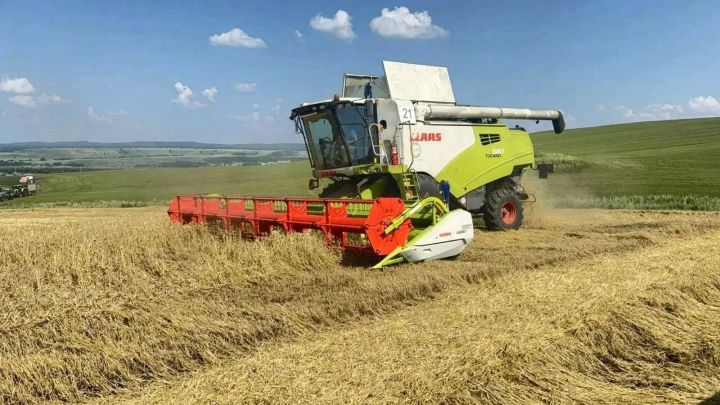 Лениногорские хлеборобы приступили к уборке урожая