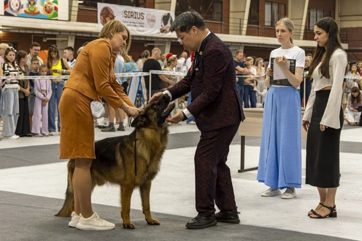 Лениногорск принял Национальную выставку собак всех пород ранга ЧЕМПИОН РКФ с особым статусом